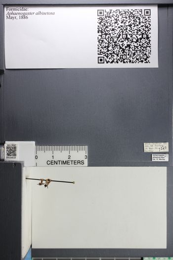 Media type: image; Entomology 523619